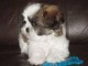 5 magnifiques bébés Shih tzu