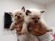 disponibles de suite chatons LOOF de Ragdoll