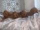 Magnifiques chiots de type Cockapoo mals et femeles LOF disponibl