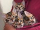 Nous avons des chatons de Bengal disponibles à l’adoption