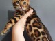 chatons LOOF Bengal disponibles de suite