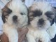 adorable bebe Shih Tzu disponible de suite