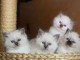 Nous avons des chatons Sacré de Birmanie disponibles à l’adoption