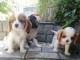 adorable Chiots Cavalier King a donner contre bon soin