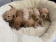 Magnifique chiots F1 Cockapoo pour adoption