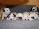 Adorables Chiots Jack Russel Pure Race