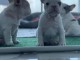 3 Chiots bouledogue français à donner