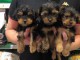 trois manifique chiots YORKSHIRE  a donner contre bon soin