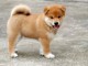 SUPERBES CHIOTS SHIBA-INU, L.O.F.