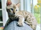  A donner chat de type Bengal femelle