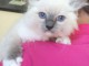 Chaton Ragdoll loof a donner