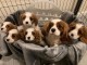 disponible de suite Cavalier King charles