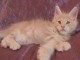 Adorable chatons Maine coon