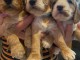 Magnifique chiots F1 Cockapoo pour adoption