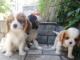 disponible de suite 2 cavalier king charles