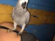 magnifique jolie perroquet gris d