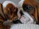 Magnifiques Chiots Bulldog Anglais Pure Race