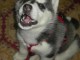 husky siberian femelle  age 3 mois