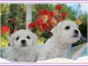 A DONNER CHIOTS BICHONS MALTAIS BLANS