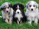 superbes chiots berger australien