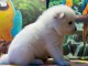 Chiots samoyede inscrit au CKC a donner