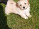 CHIOT BICHON HAVANAIS a donner