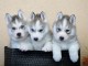 manifique chiots husky de sibérie disponible de suite