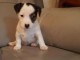 chiots jack russel adorable