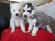 manifique chiots husky de sibérie disponible de suite