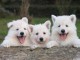 chiots le berger blanc suisse