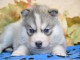 A DONNER SPLENDIDES CHIOTS HUSKY DE SIBERIE LOF