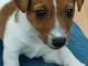 chiot jack russel a donner