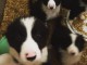 chiot border collie adorable