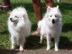  chiot spitz japonais