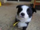 chiot border collie a donner