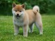 adorable chiot shiba inu a donner