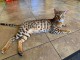 Adorable chaton Bengal pour adoption