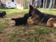 Magnifiques Chiots Berger Allemand Pure Race