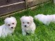 Merveilleux chiots bichon maltais pour adoption contre bon soin