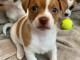 Les chiots jack russel pour adoption contre bon soin