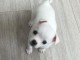 Jolie chiots chihuahuahua pour adoption contre bon soin