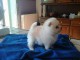 Donne chiot spitz nain blanc