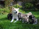 Magnifiques Chiots Akita Inu Pure Race