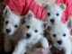 chiot westie a donner