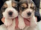  Bb Chiots Beagle lof POUR COMPAGNIE