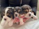   Bb Chiots Beagle lof POUR COMPAGNIE