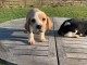   Bb Chiots Beagle lof POUR COMPAGNIE