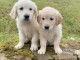 dons chiots Golden Retriever 