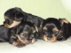   Superbes Chiots Yorkshire Terrier Pure Race