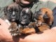 Magnifiques Chiots Boxer Pure Race